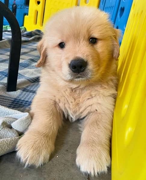 Golden retriever for sale 1