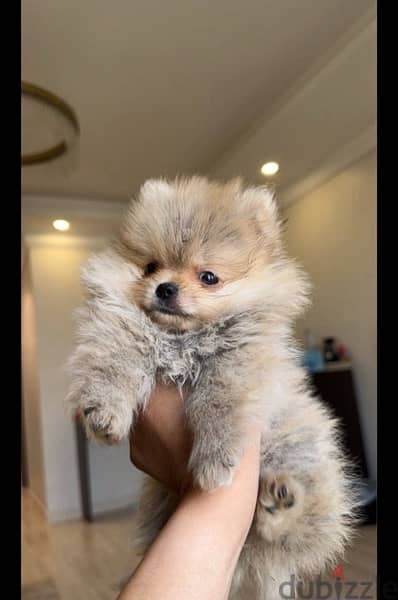 PoMeranian for sale