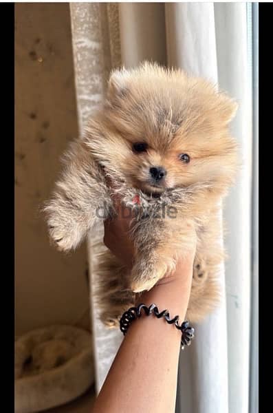 PoMeranian for sale 1