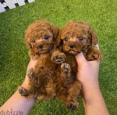 Male & Female PooDle for sale