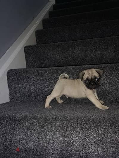 Male Pug for sale