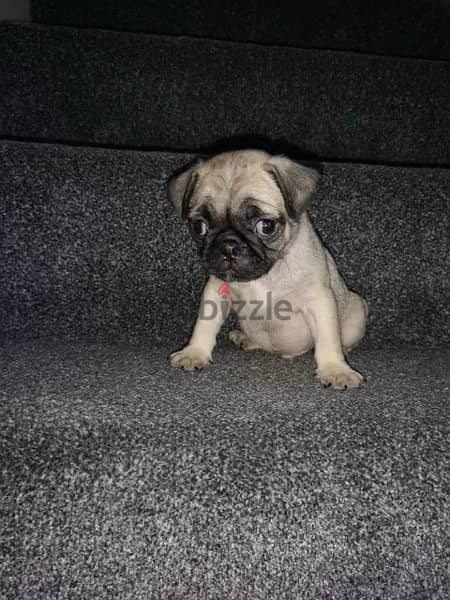 Male Pug for sale 1