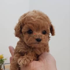 Male Mini PooDle for sale