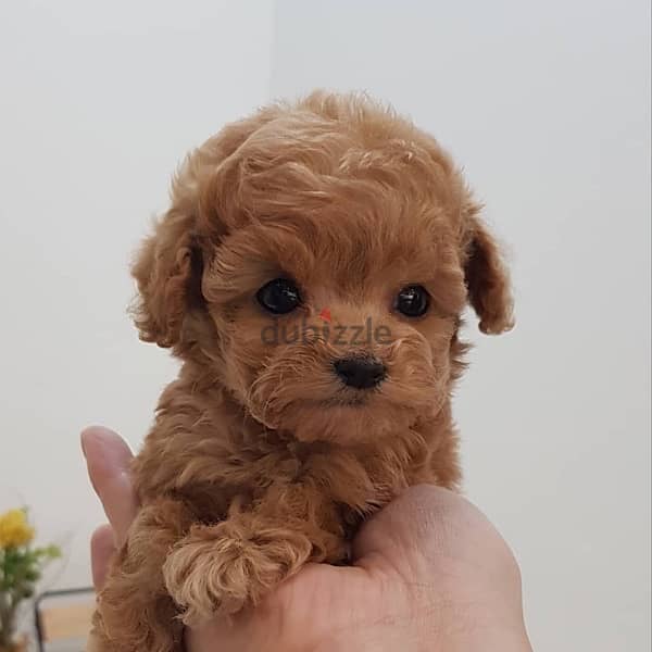 Male Mini PooDle for sale 0