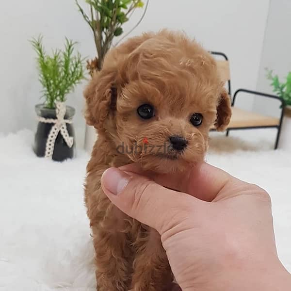 Male Mini PooDle for sale 1