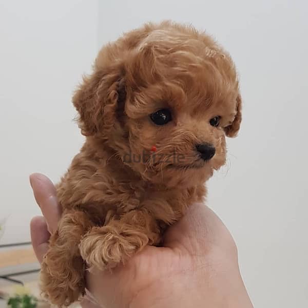 Male Mini PooDle for sale 2