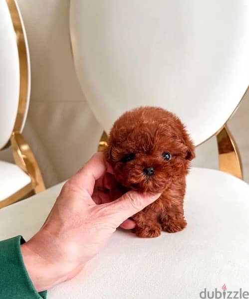 Super Red PooDle for sale 0