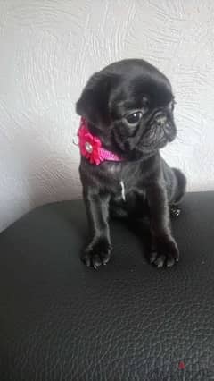 Pug puppy for sale. WhatsApp me ‪ +19087684279‬ 0