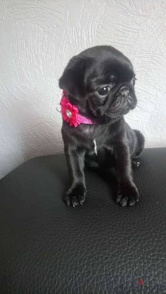 Pug puppy for sale. WhatsApp me ‪ +19087684279‬