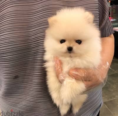 PoMeranian