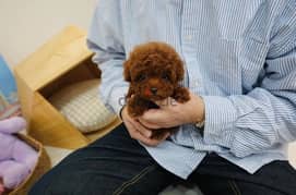 Mini Red PooDle for sale. WhatsApp me ‪ +19087684279‬ 0