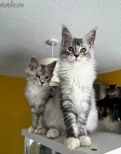 Whatsapp Me (+972 55507 4990) Maine Coon Cats 0