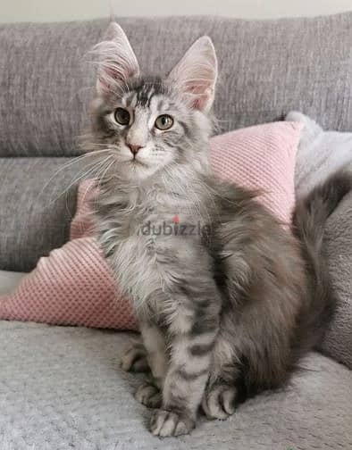 Whatsapp Me (+972 55507 4990) Maine Coon Cats 1