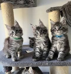 Whatsapp Me (+972 55507 4990) Maine Coon Cats