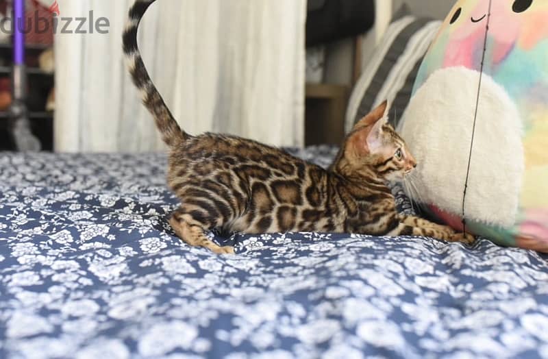 Bengal for sale . WHATSAPP :‪ +1 (909),315‑3853‬ 1