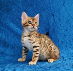 Bengal for sale. WHATSAPP :‪ +1 (909),315‑3853‬