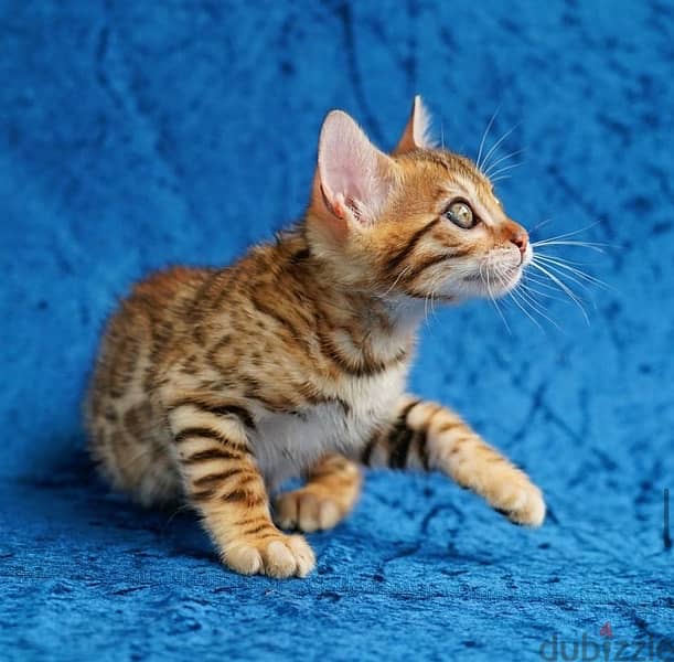 Bengal for sale. WHATSAPP :‪ +1 (909),315‑3853‬ 1