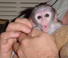 Capuchin