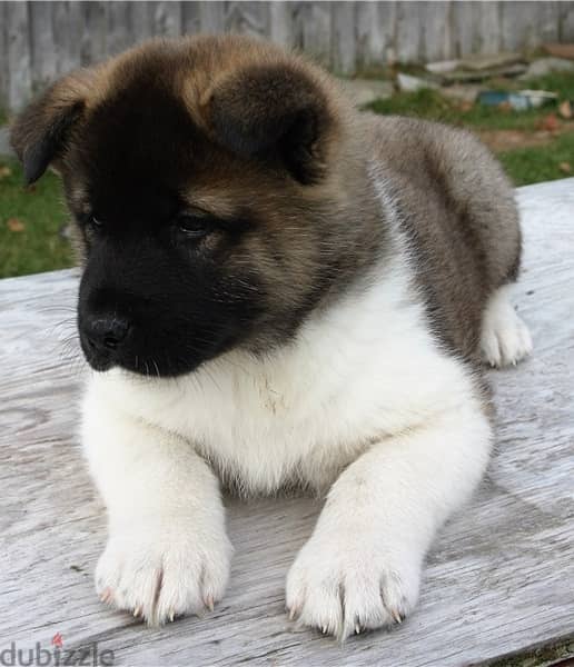 Whatsapp Me (+966 58392 1348) Akita Puppies 0