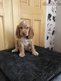 Whatsapp Me (+966 58899 3320) Cocker Spaniel Puppies 0