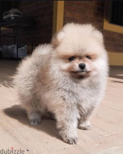 Male PoMeranian for sale