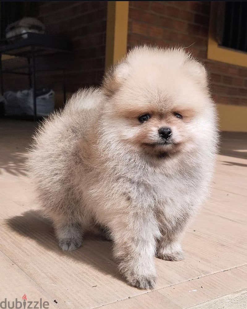 Male PoMeranian for sale 0