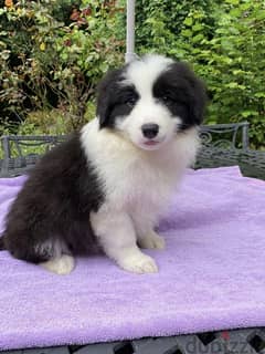 Whatsapp Me (+972 55507 4990) Border Collie Puppies 0