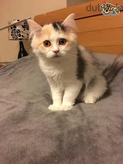 Whatsapp Me (+972 55507 4990) Scottish Fold Cats