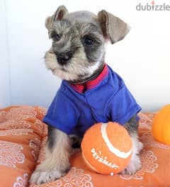 Whatsapp Me (+972 55507 4990) Schnauzer Puppies