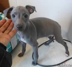 Whatsapp Me (+966 58899 3320) Italian Greyhound Puppies