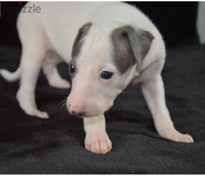 Whatsapp Me (+966 58899 3320) Italian Greyhound Puppies 1