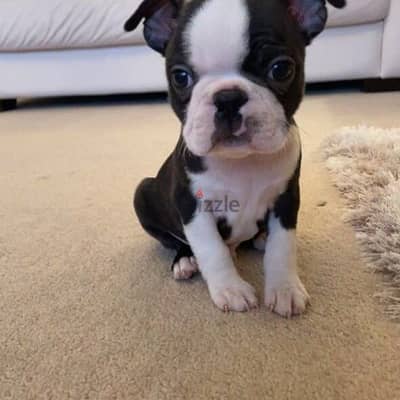 Boston Terrier puppies// Whatsapp +971502618837