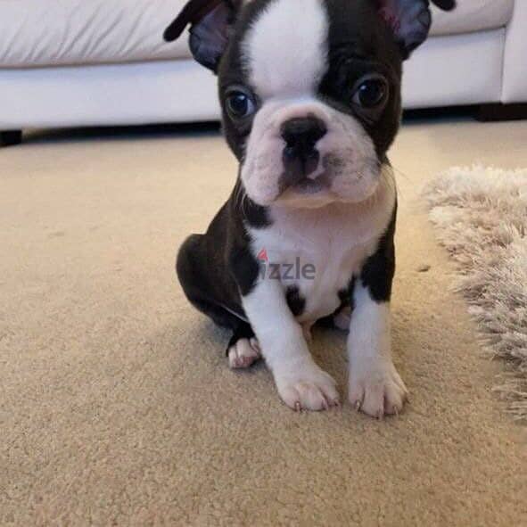 Boston Terrier puppies// Whatsapp +971502618837 0