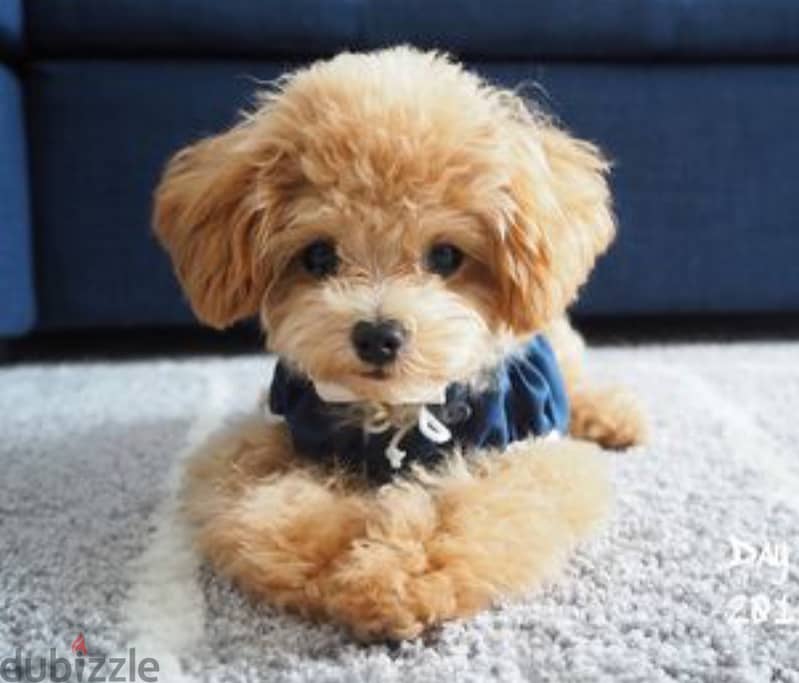 Poodle Puppy 5