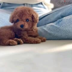 Poodle Puppies