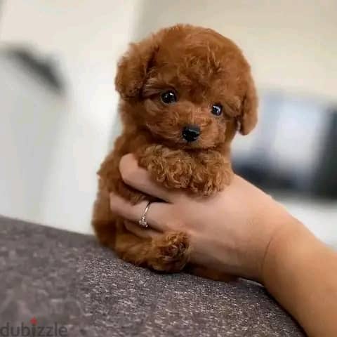 Poodle Puppies 4