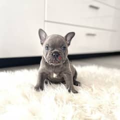 French Bulldog Puppies