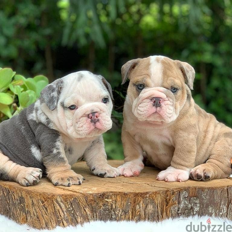 English Bulldog Puppies 1