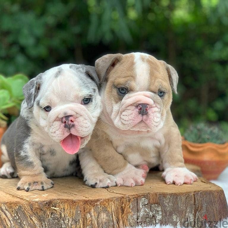 English Bulldog Puppies 2