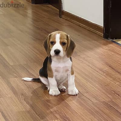 Beagle puppy