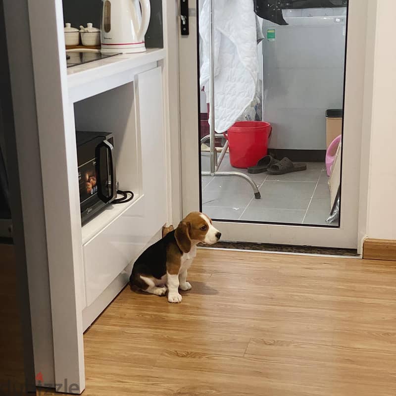 Beagle puppy 2