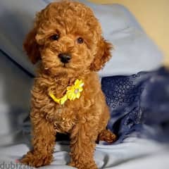 Adorable Poodle puppies for sale 0