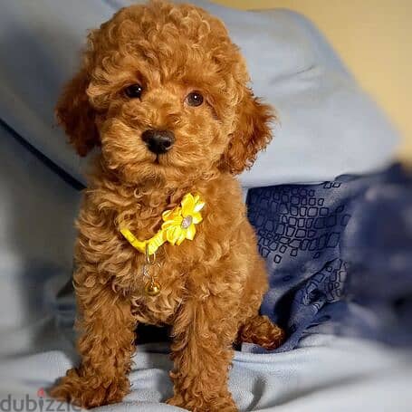 Adorable Poodle puppies for sale 0