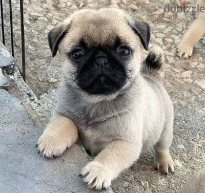 pug