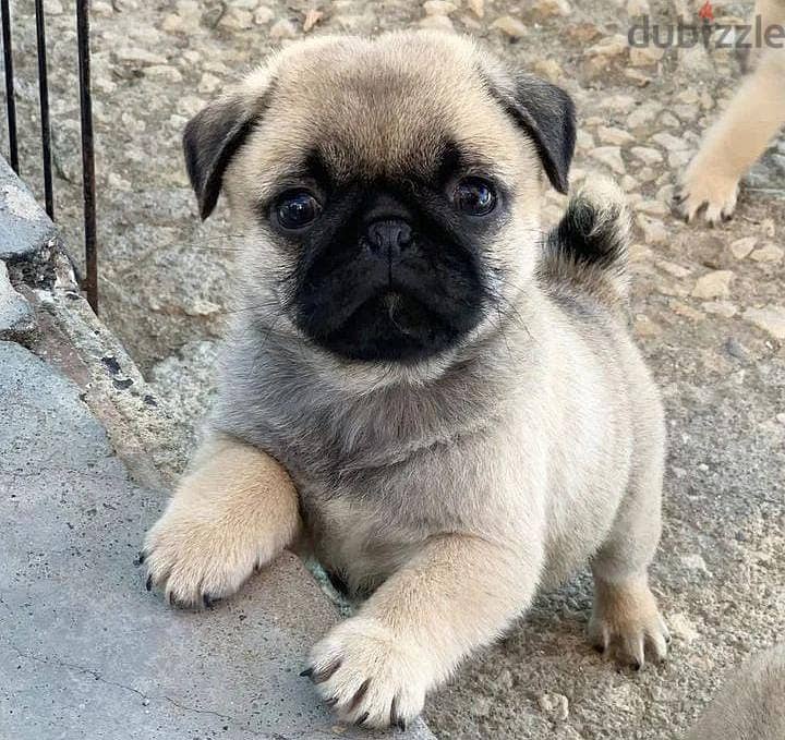 pug puppies for sale 0