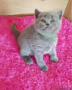 scottish fold kittens for sale 0