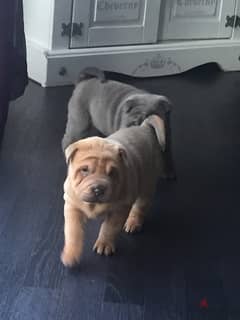 Whatsapp Me (+972 55507 4990) Chinese Shar-pei Puppies