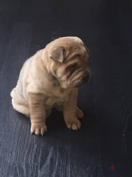 Whatsapp Me (+972 55507 4990) Chinese Shar-pei Puppies 1