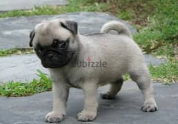 Whatsapp Me (+966 58392 1348) Pug Puppies 0