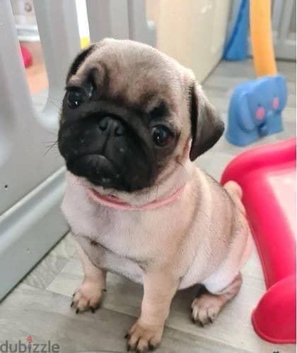 Whatsapp Me (+966 58392 1348) Pug Puppies 1